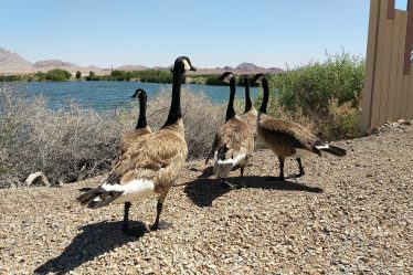 Geese family at Henderson Bird Viewing Preserve